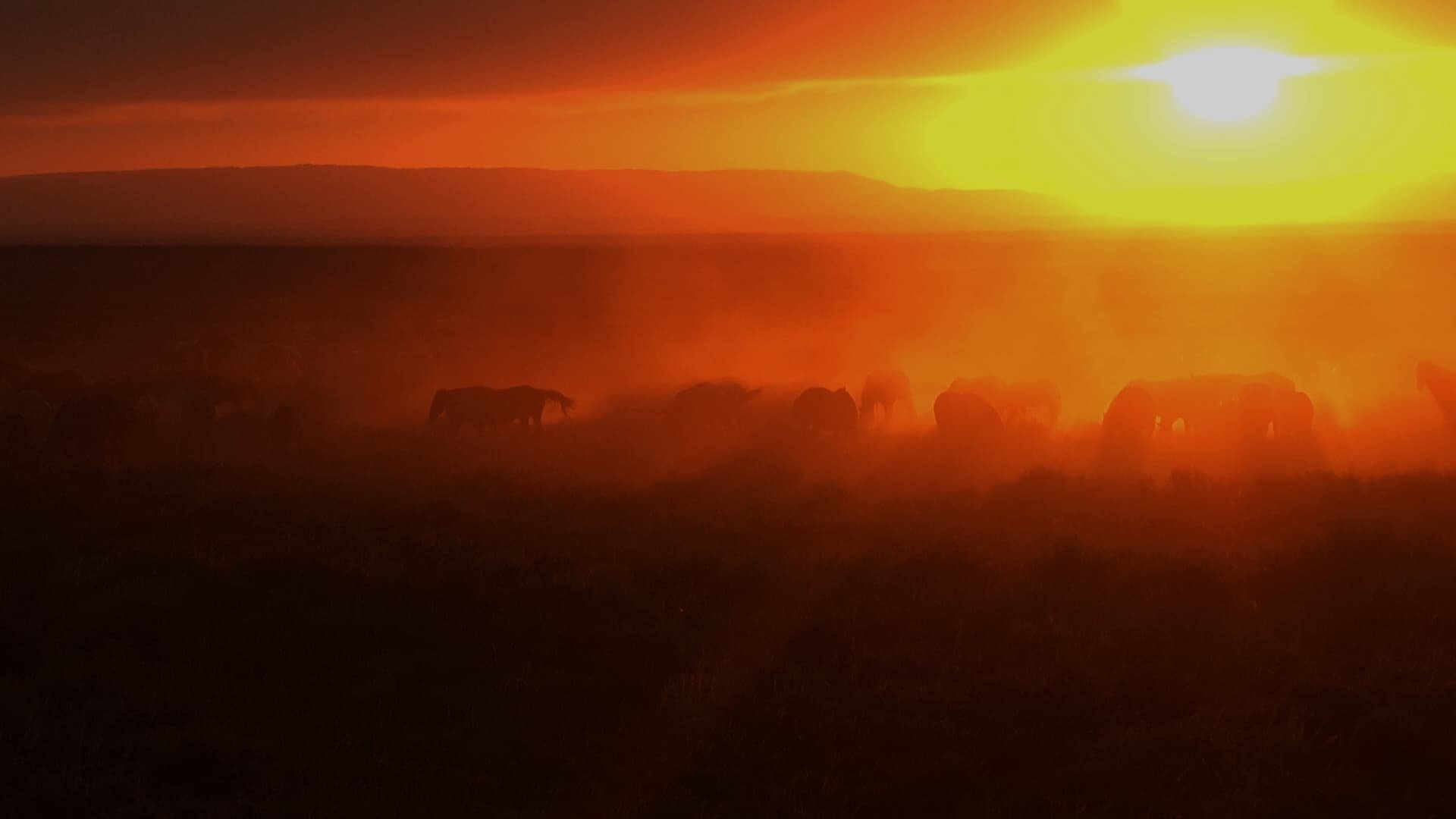 Wild Mustang