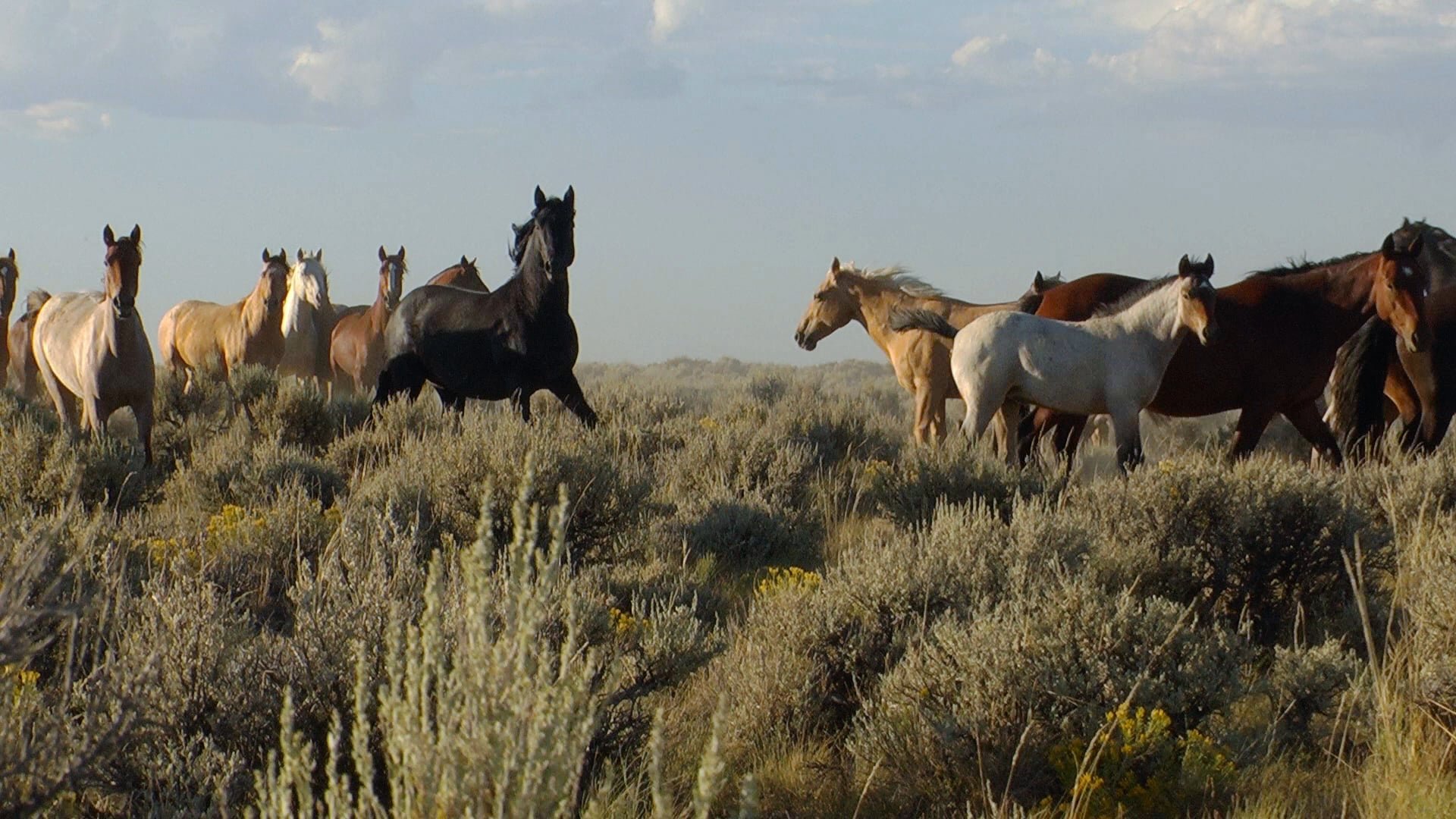 Wild Mustang