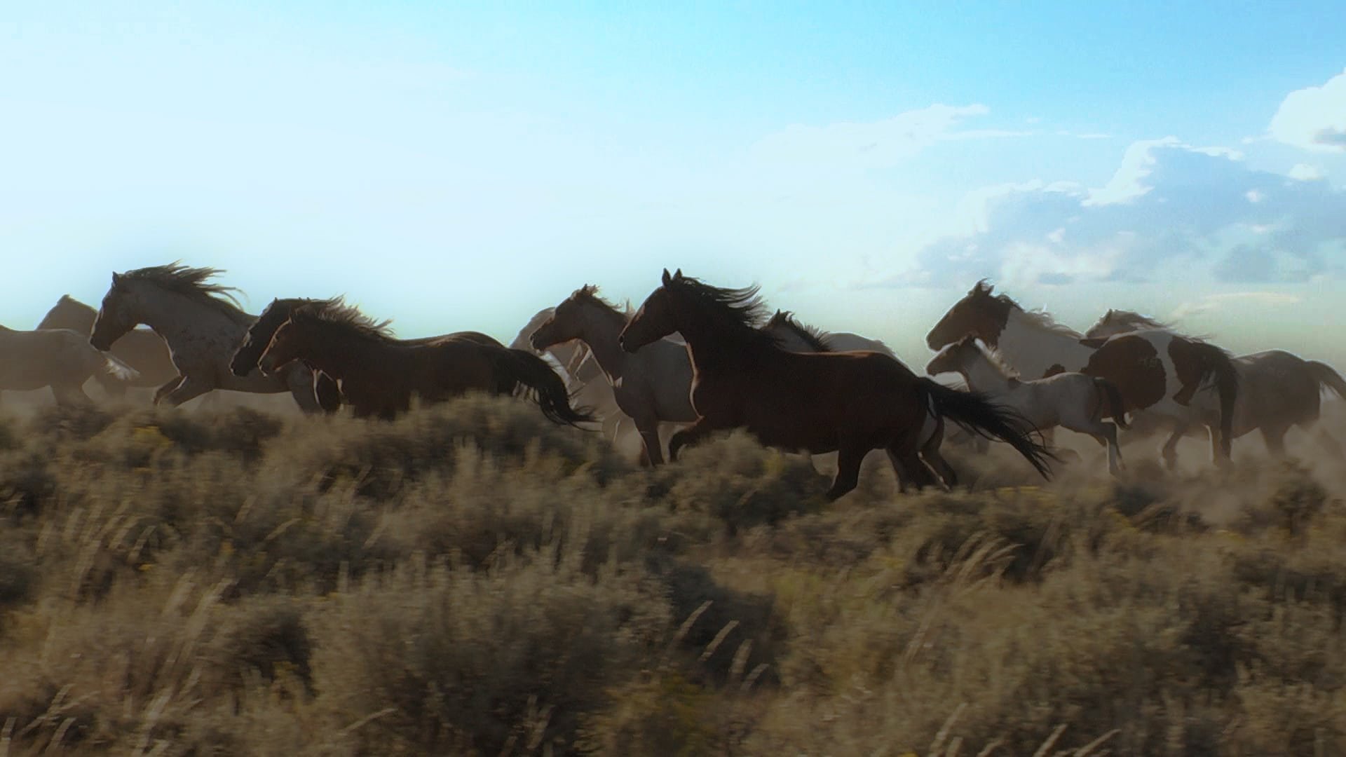Wild Mustang