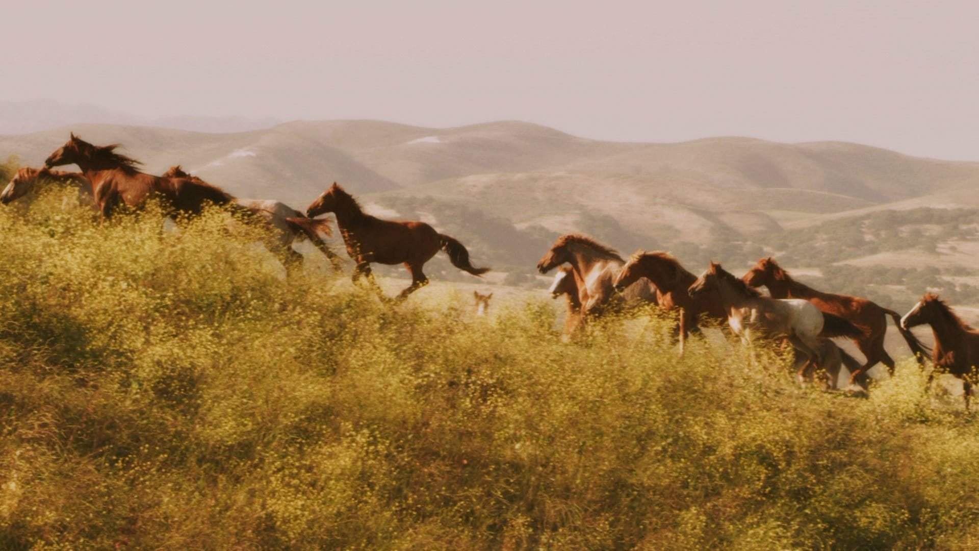 Wild Mustang