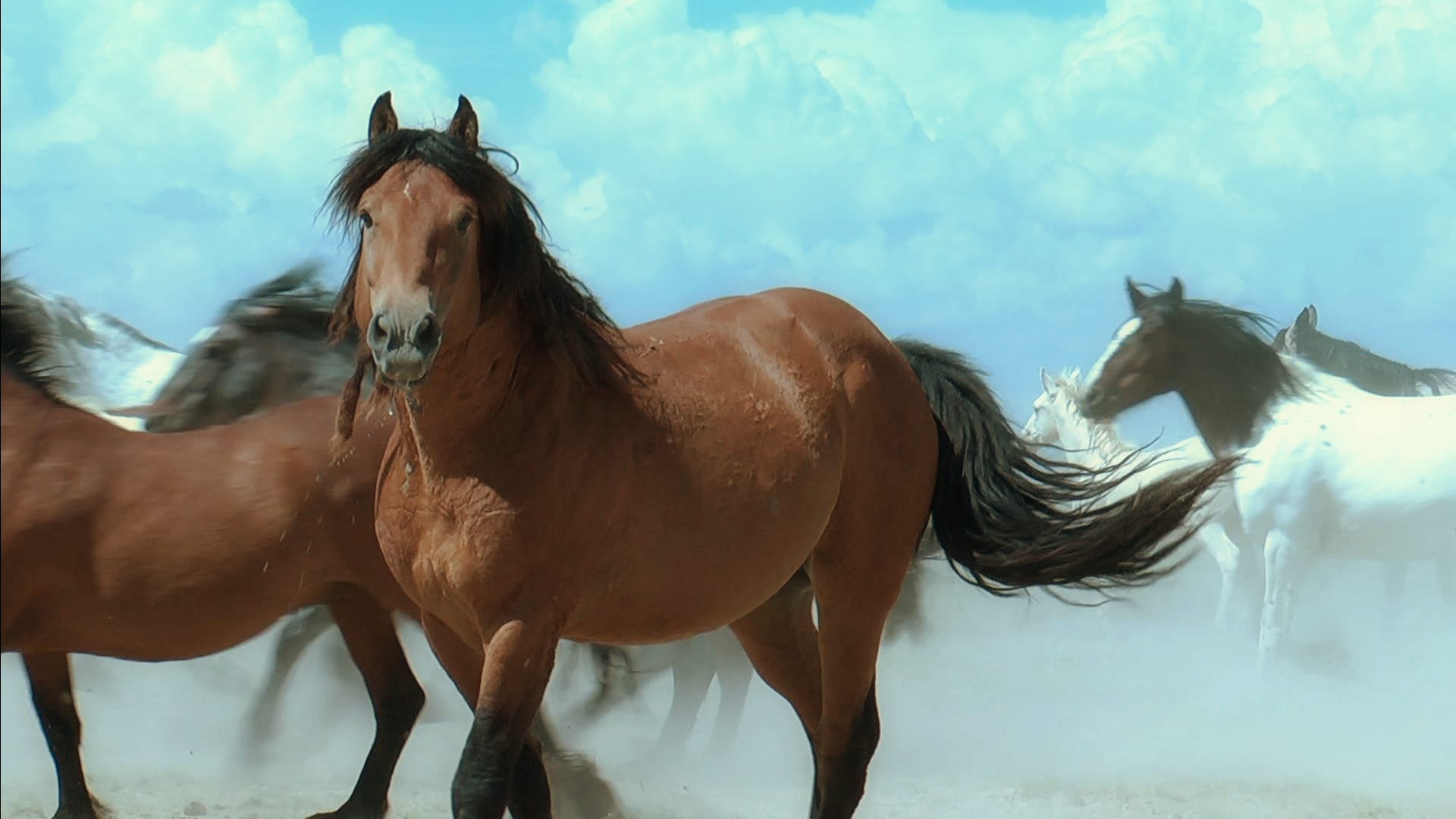 Wild Mustang