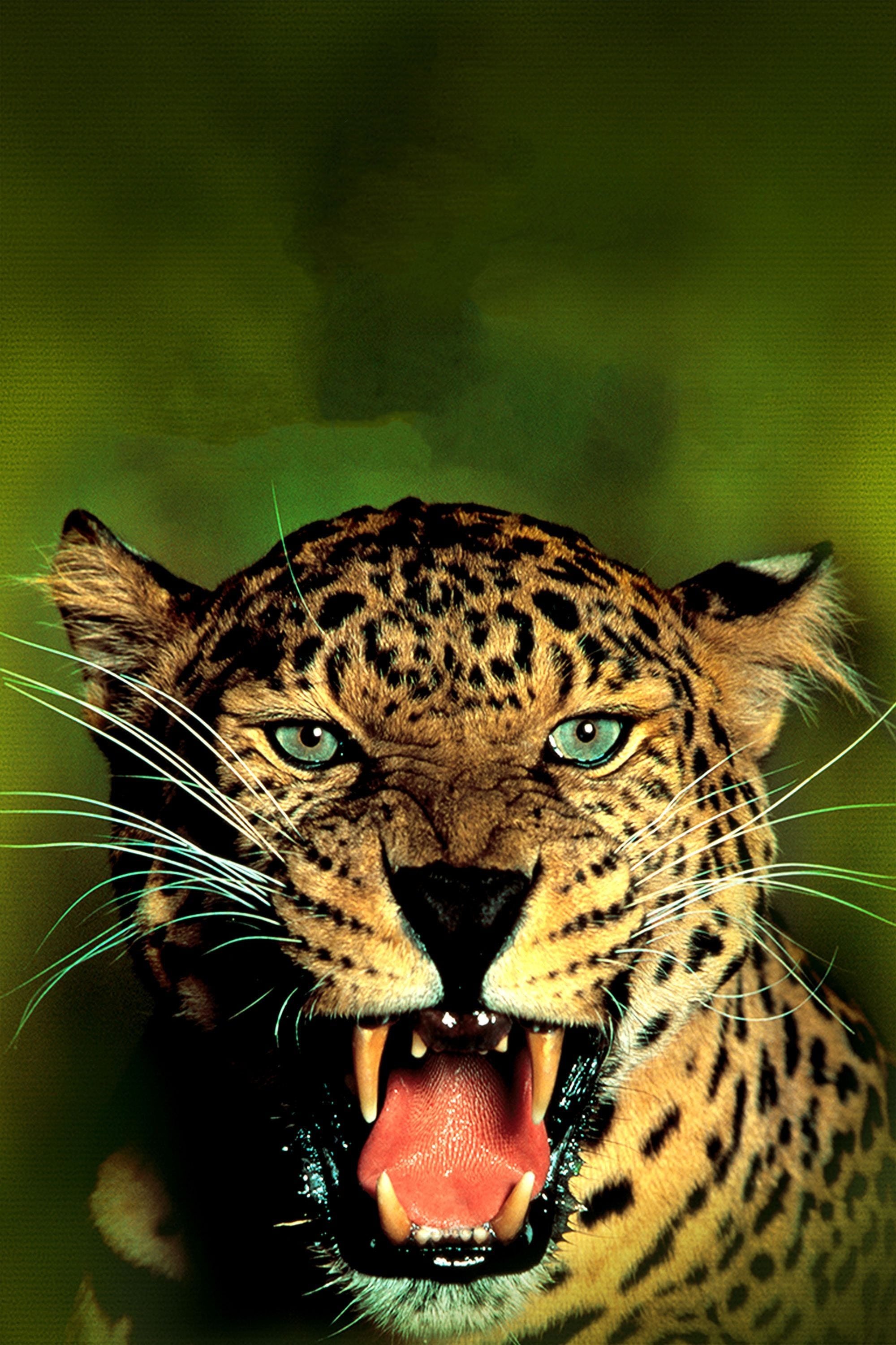 Wilde Katzen