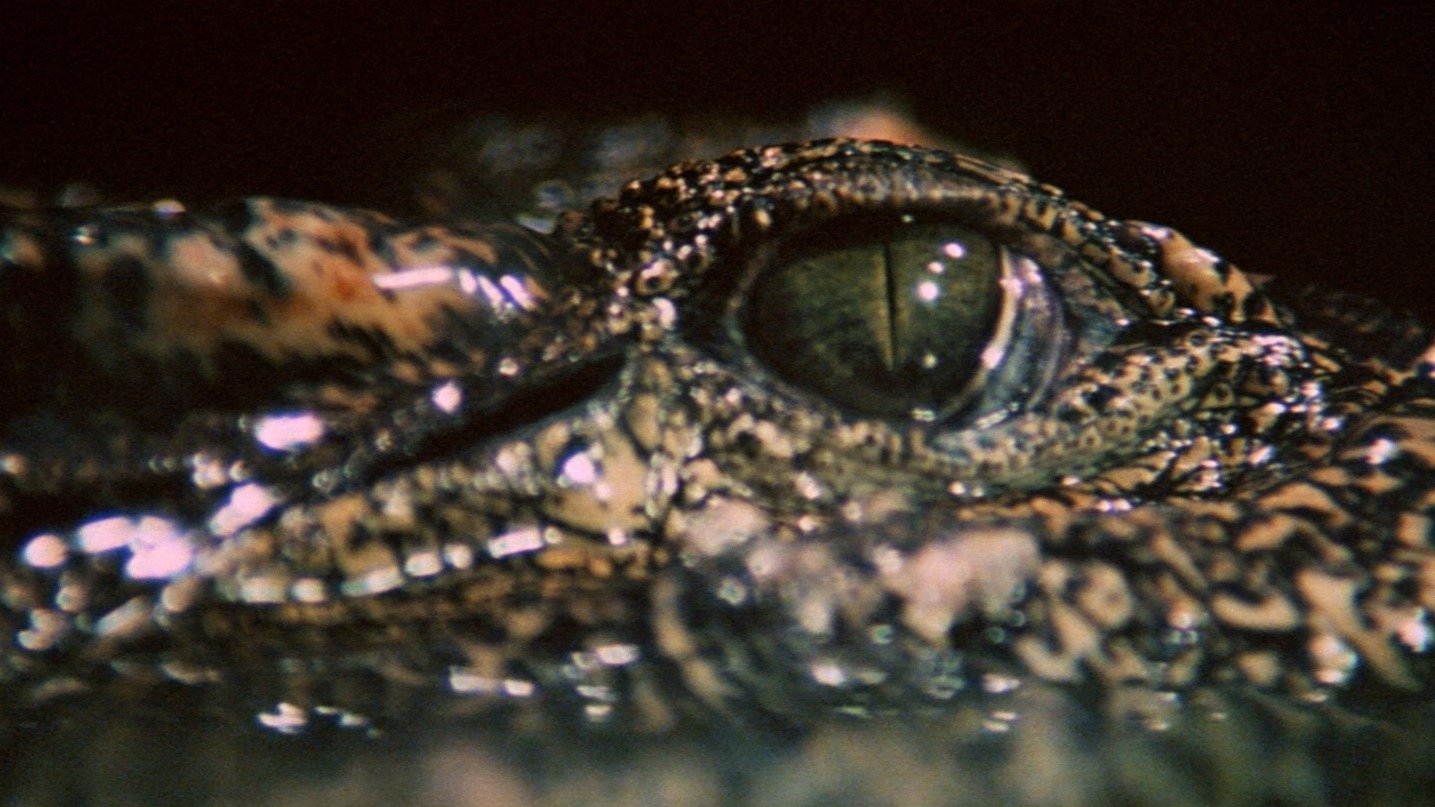 Krokodile