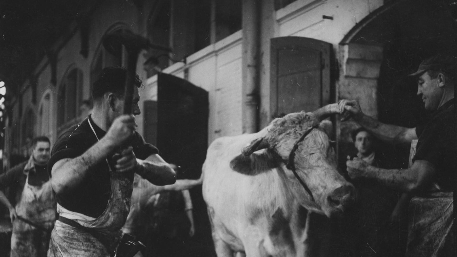 Das Blut der Tiere