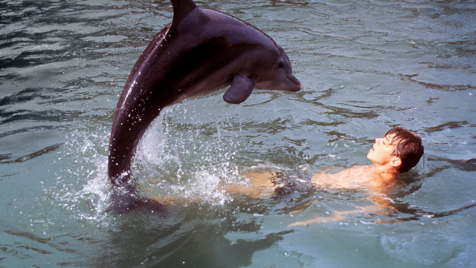 Neues Abenteuer mit Flipper