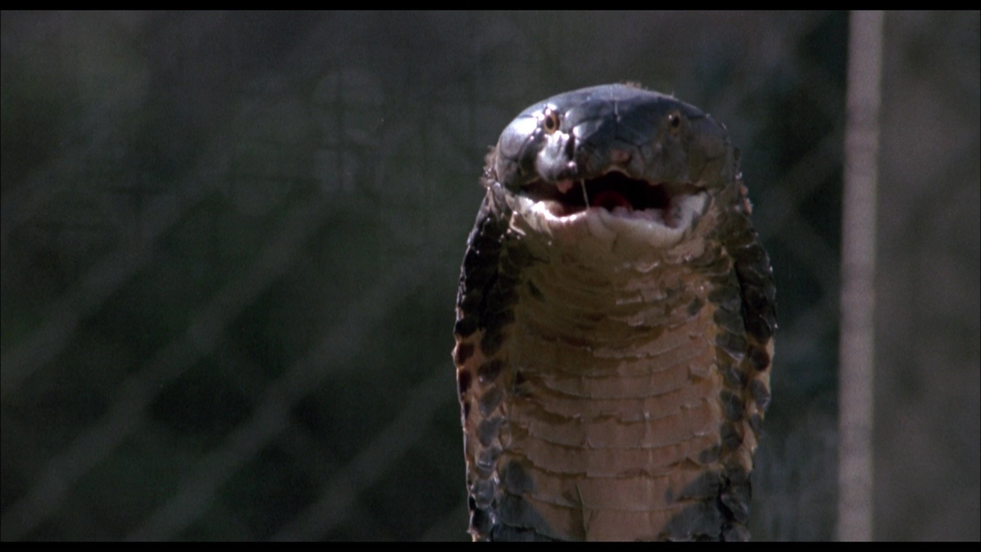 Sssssnake Kobra