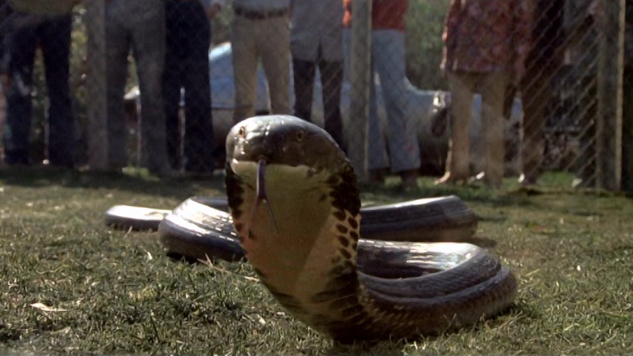 Sssssnake Kobra