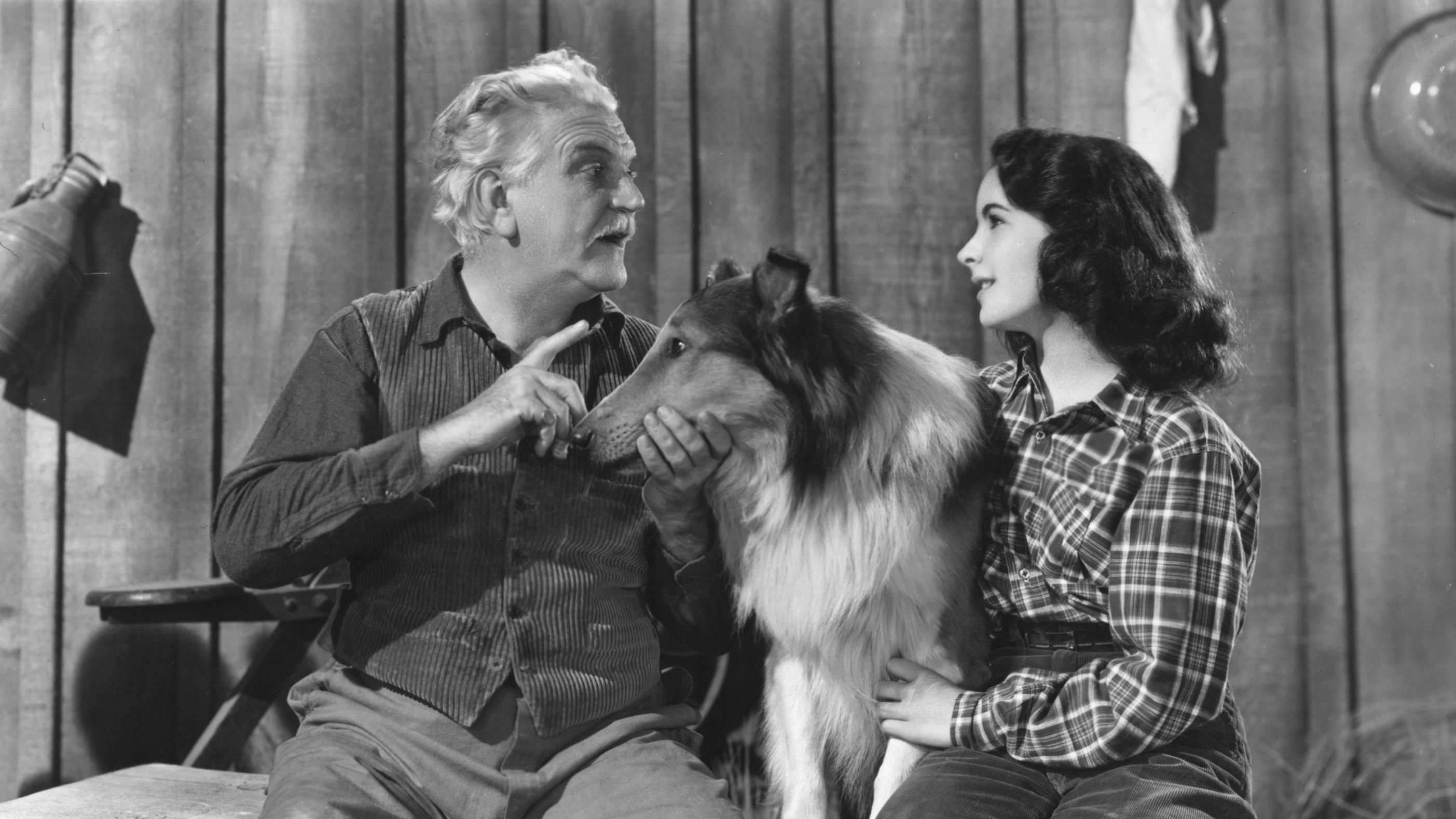 Lassie - Held auf vier Pfoten