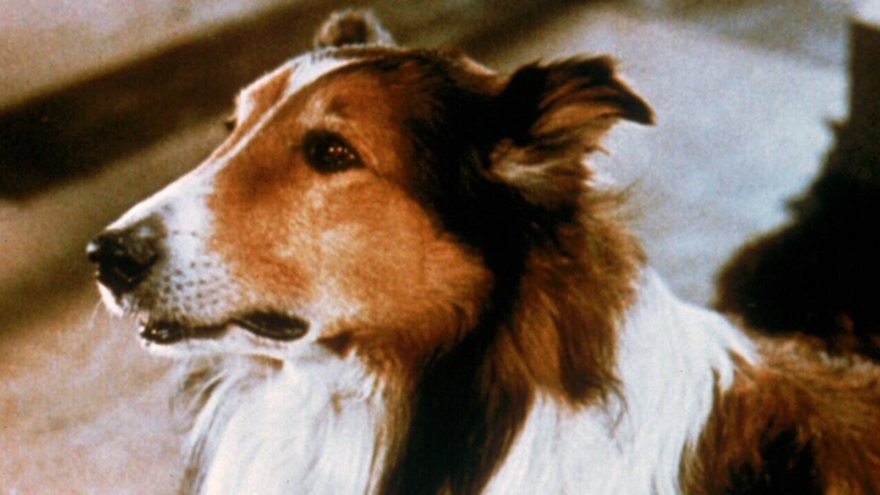 Lassie und die Goldgräber