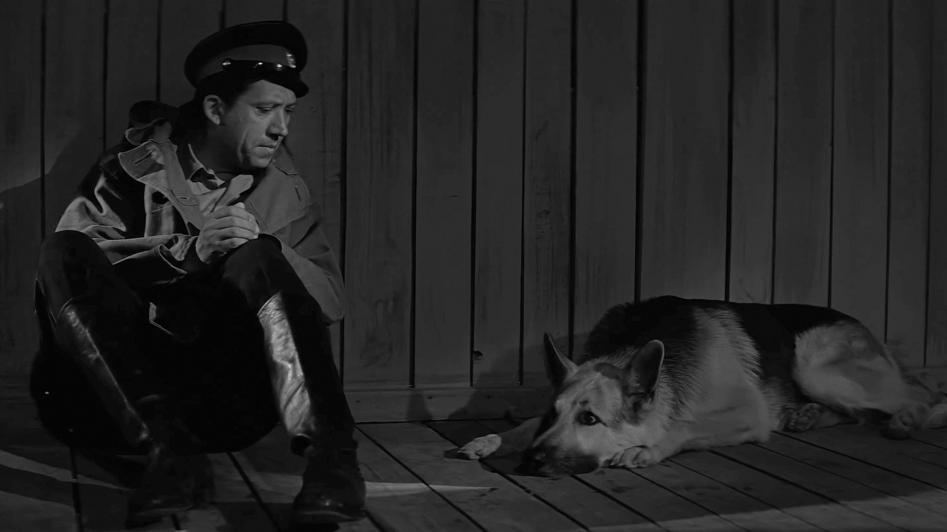 Polizeihund Muchtar
