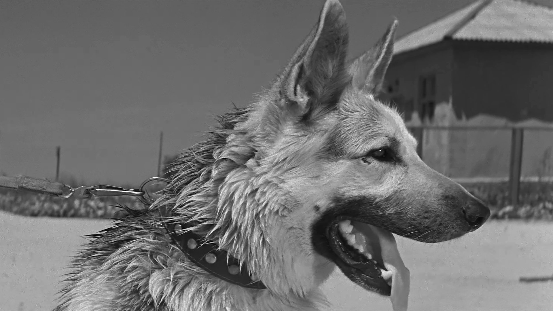 Polizeihund Muchtar
