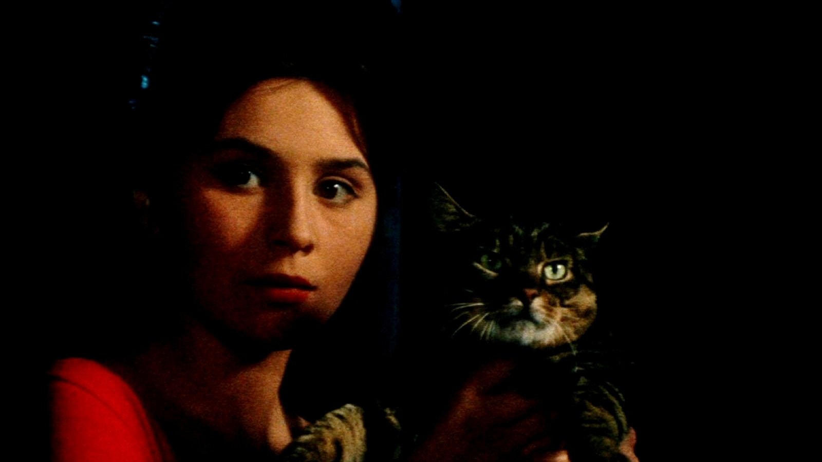 Wenn der Kater kommt