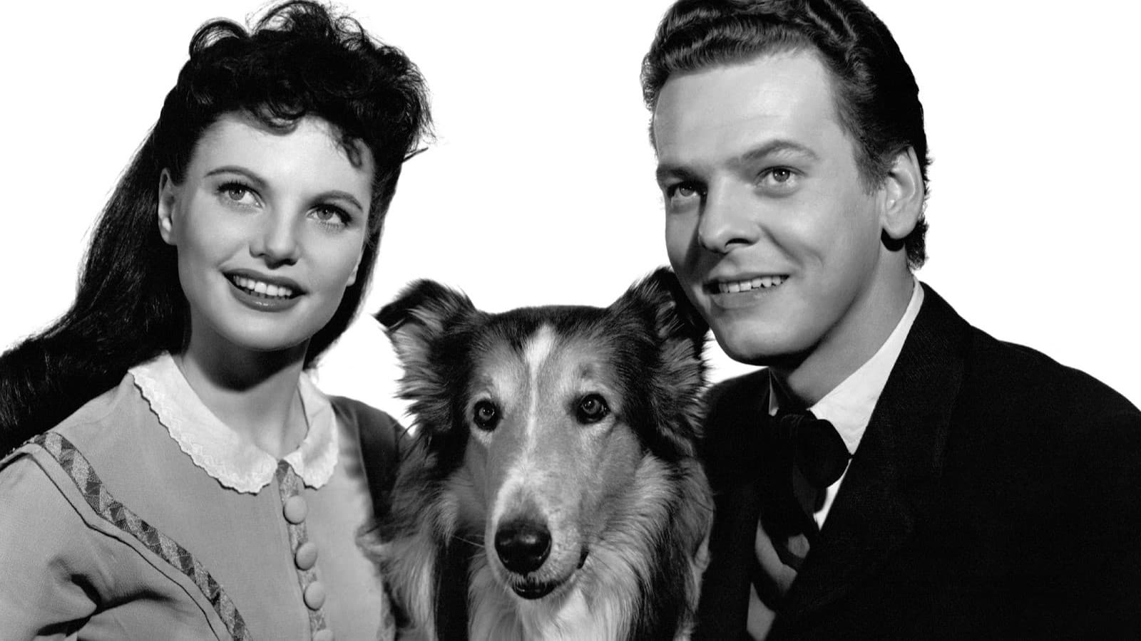Lassie in Not