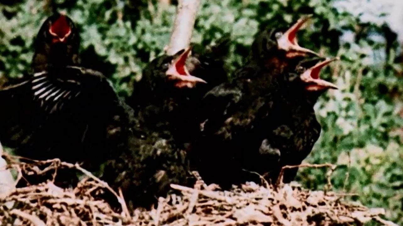 Adler, Wölfe, Abenteuer