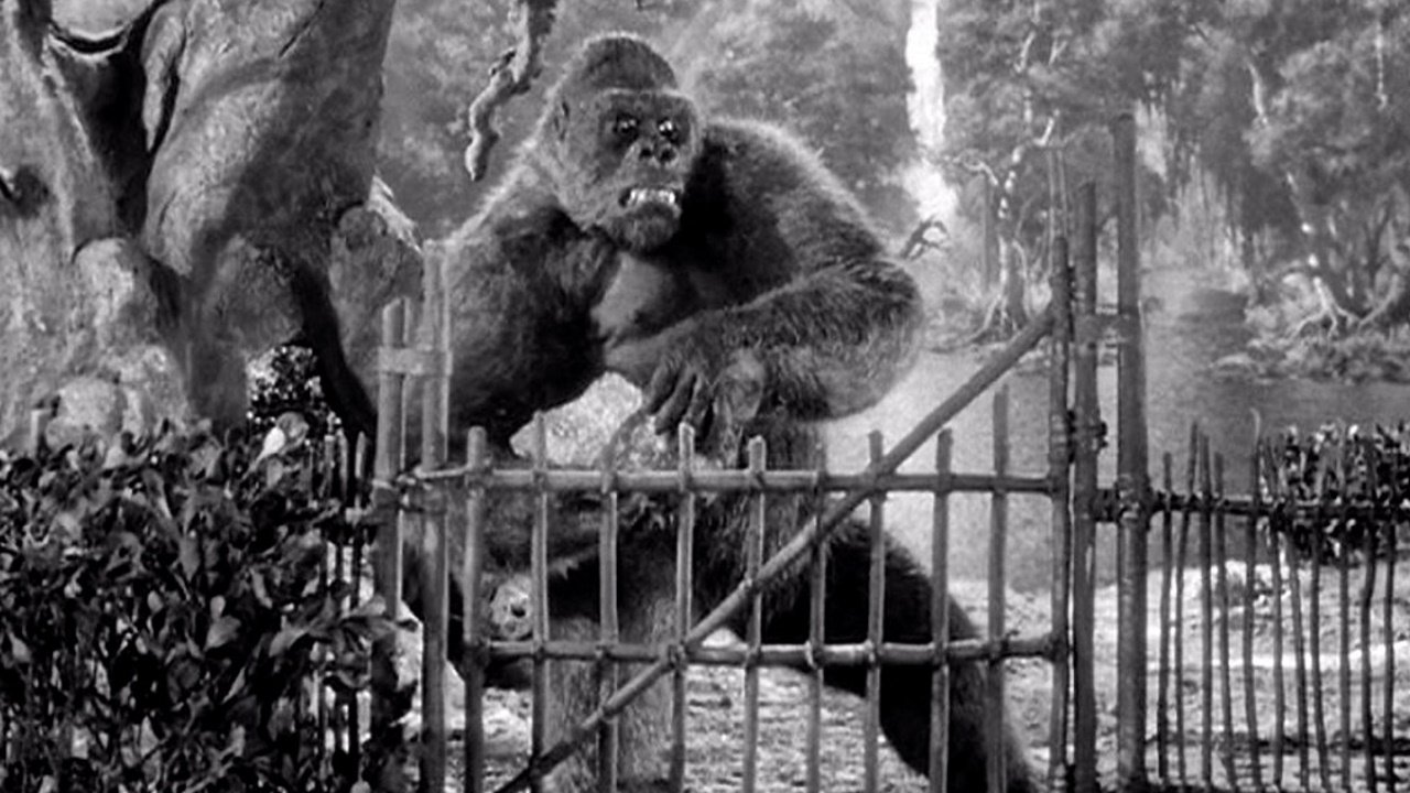 Panik um King Kong