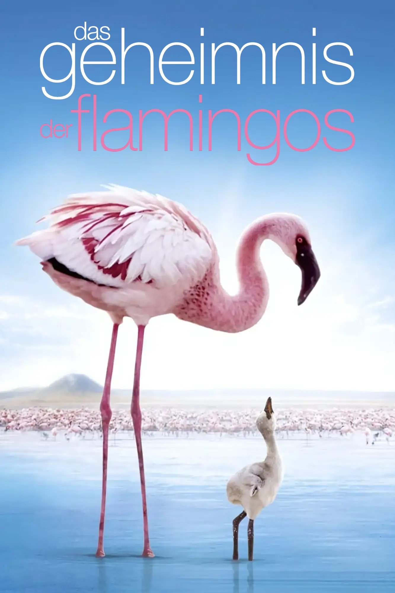 Auf purpurnen Schwingen: Das Geheimnis der Flamingos