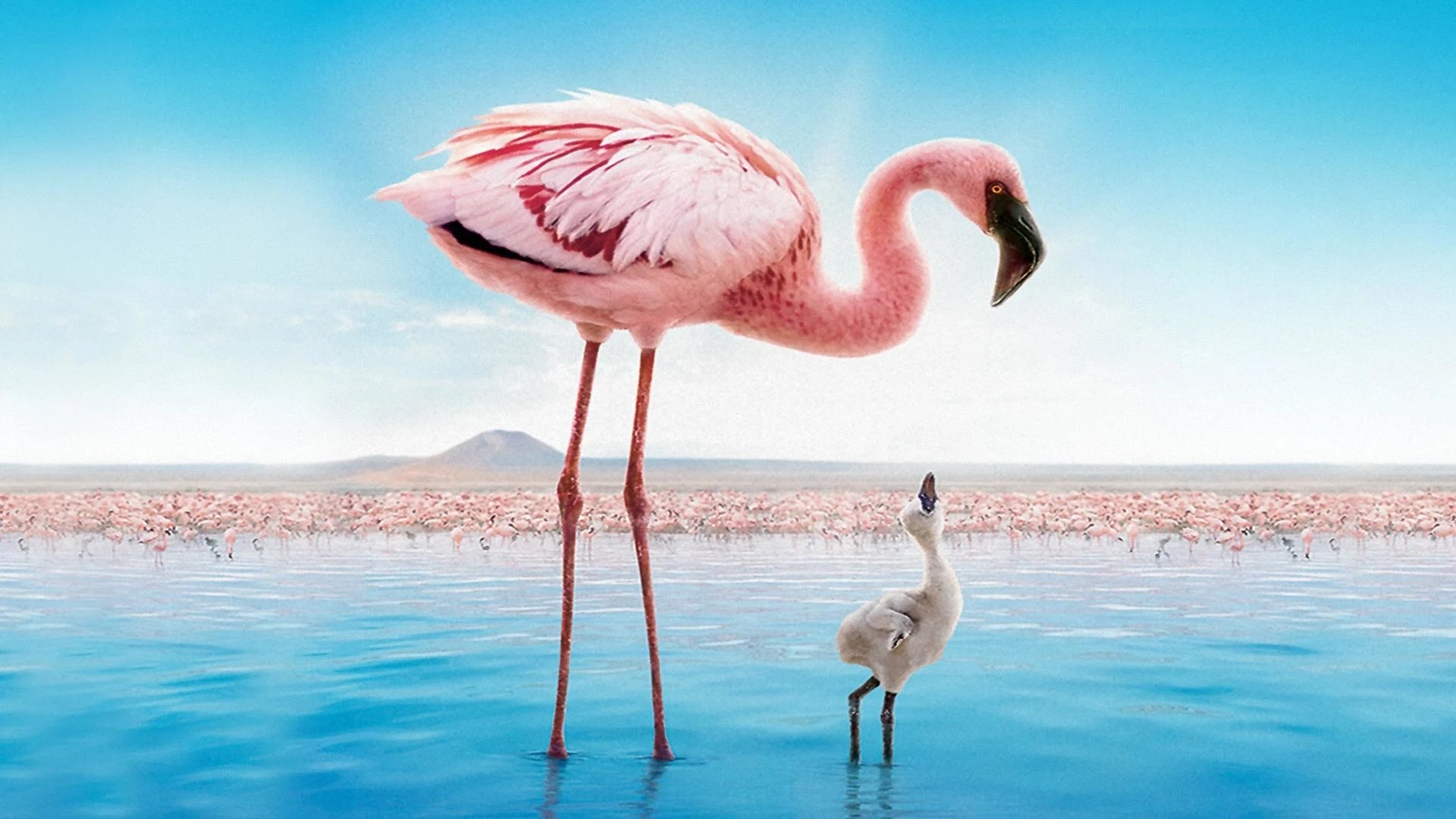 Auf purpurnen Schwingen: Das Geheimnis der Flamingos