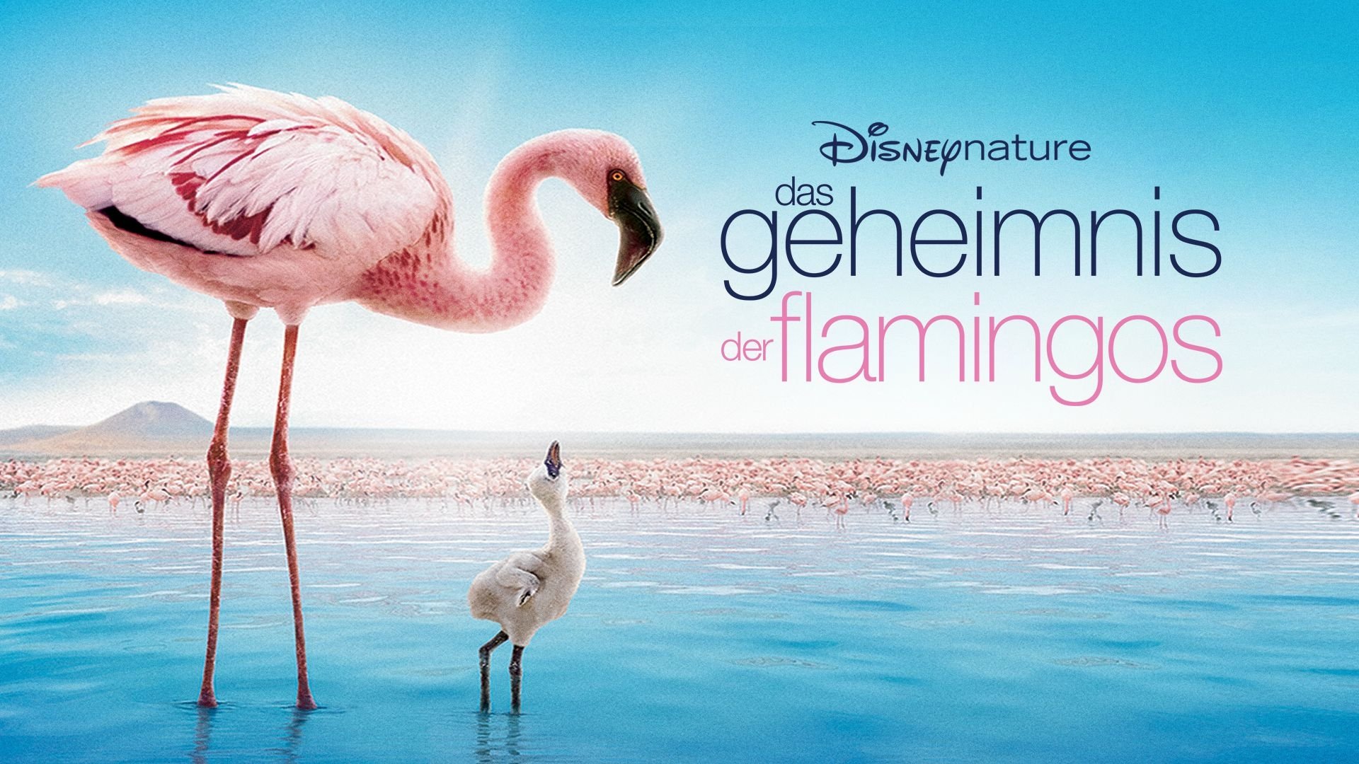 Auf purpurnen Schwingen: Das Geheimnis der Flamingos