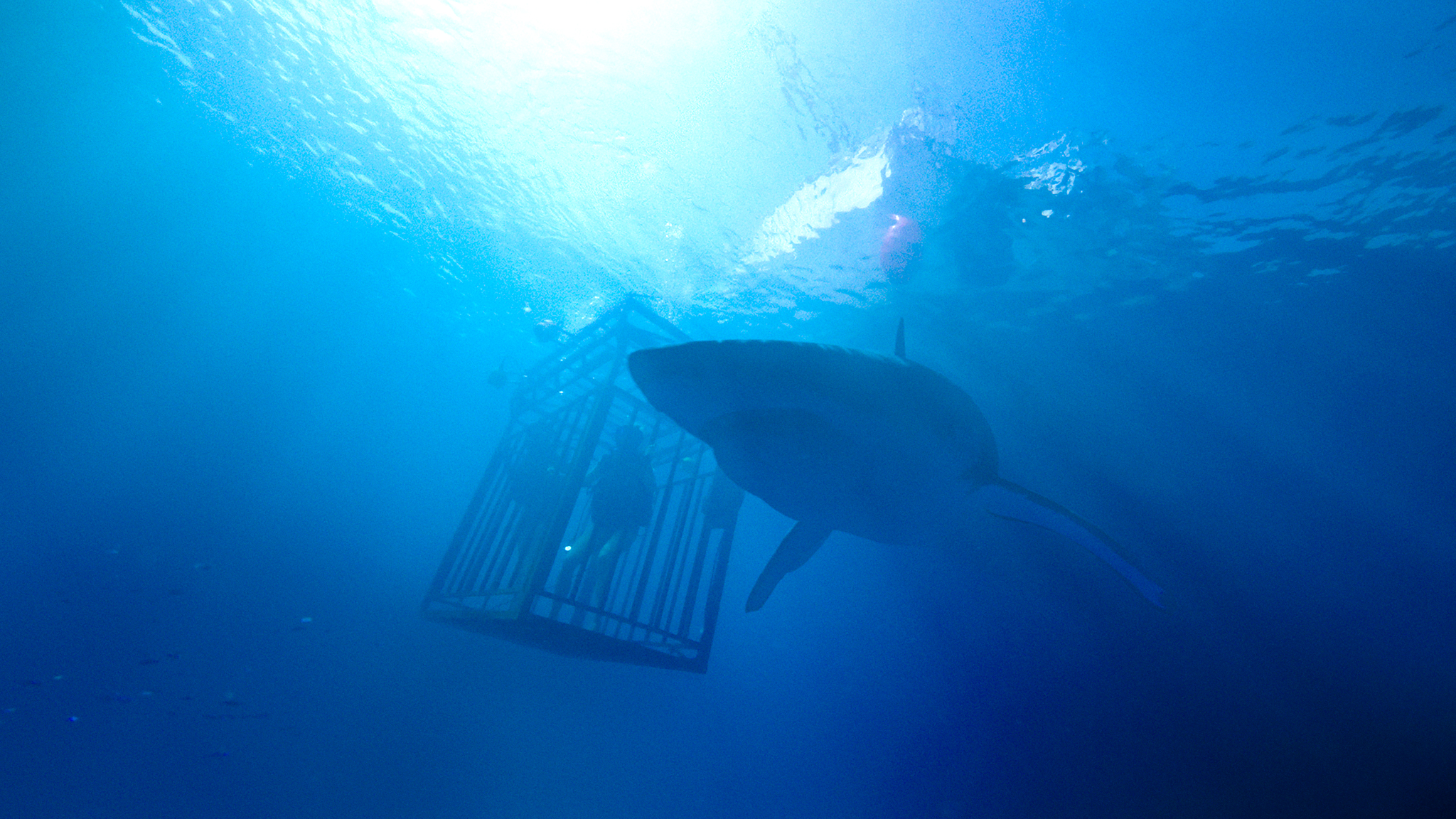 47 Meters Down