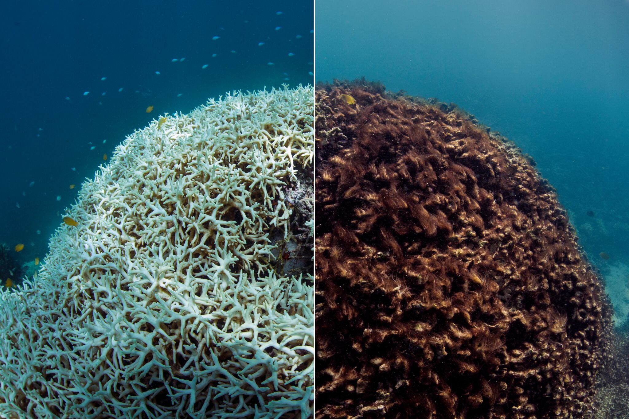 Chasing Coral