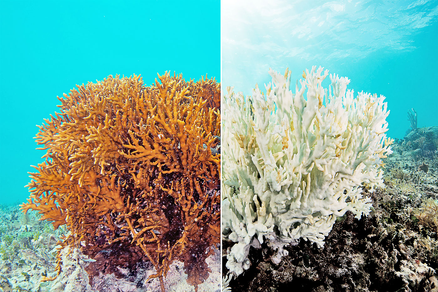 Chasing Coral