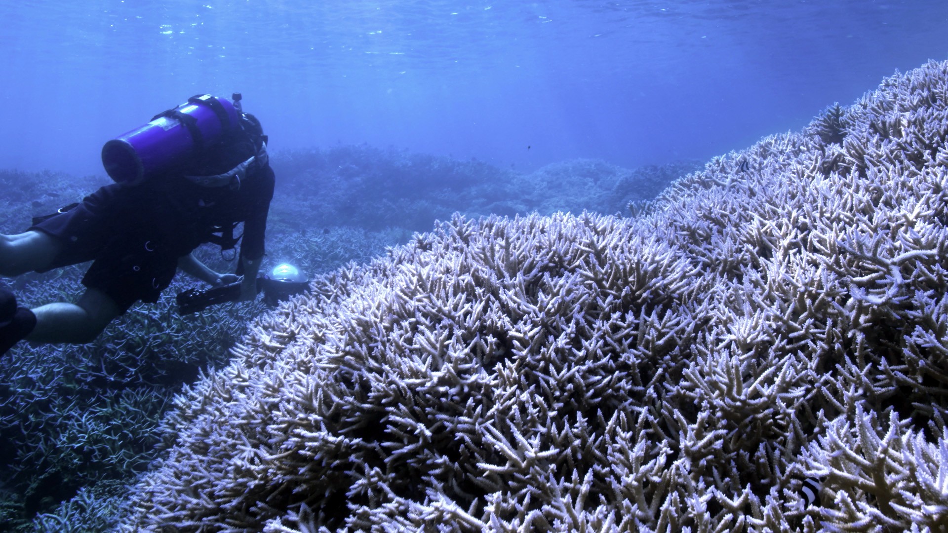 Chasing Coral