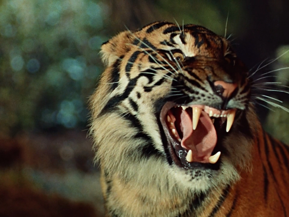 Der Tiger von Eschnapur