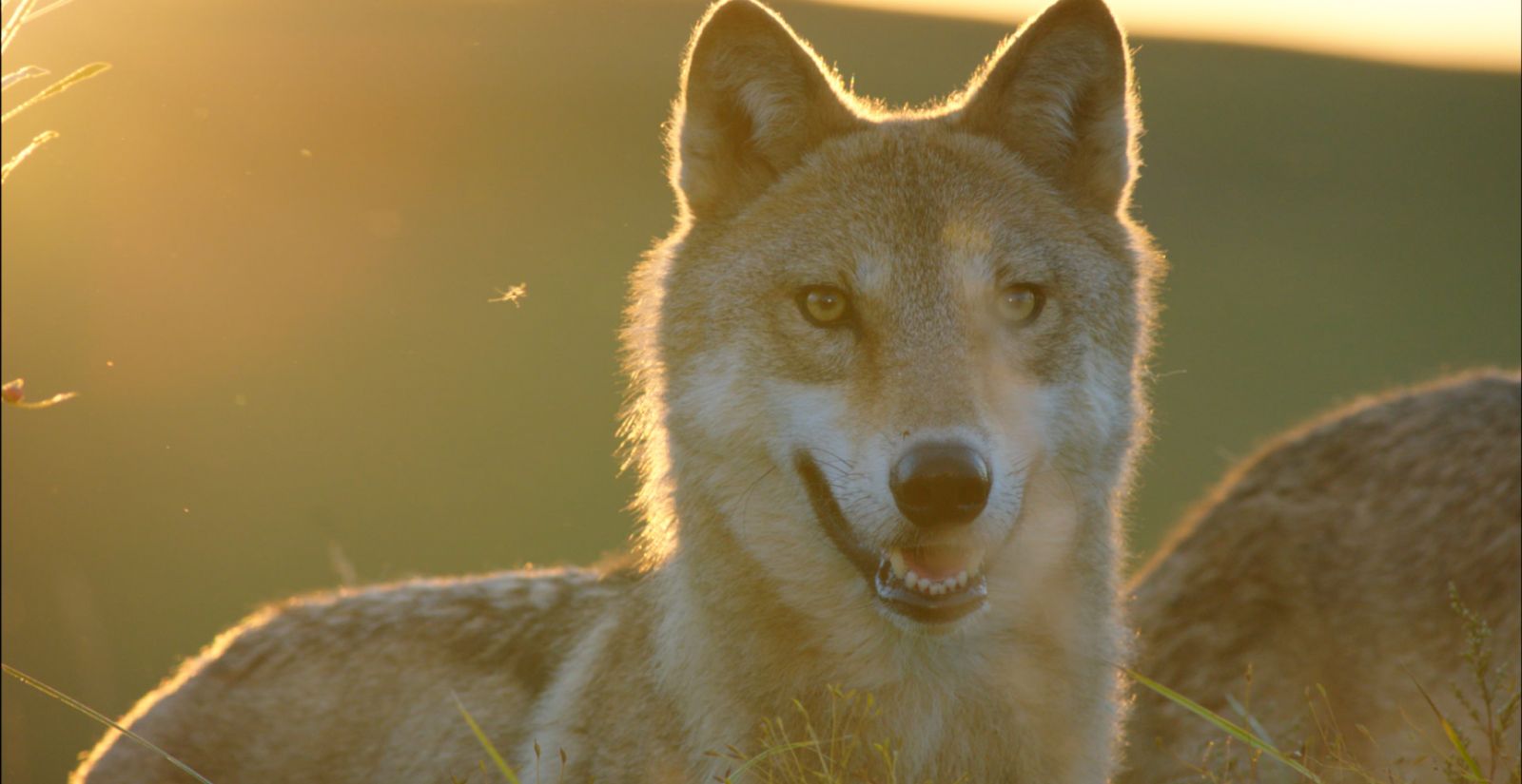 Der letzte Wolf