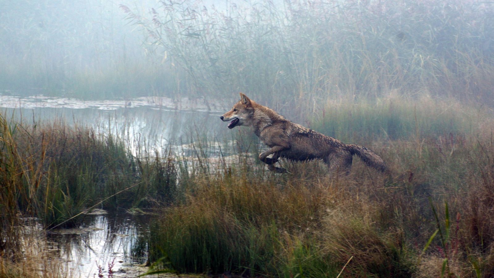 Der letzte Wolf