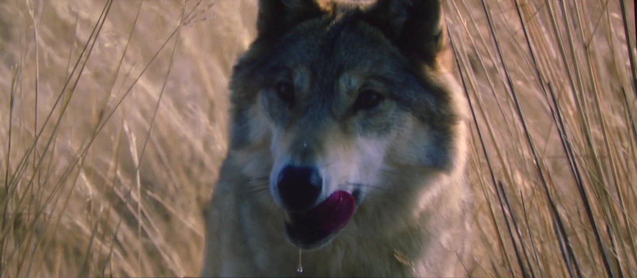 Der letzte Wolf