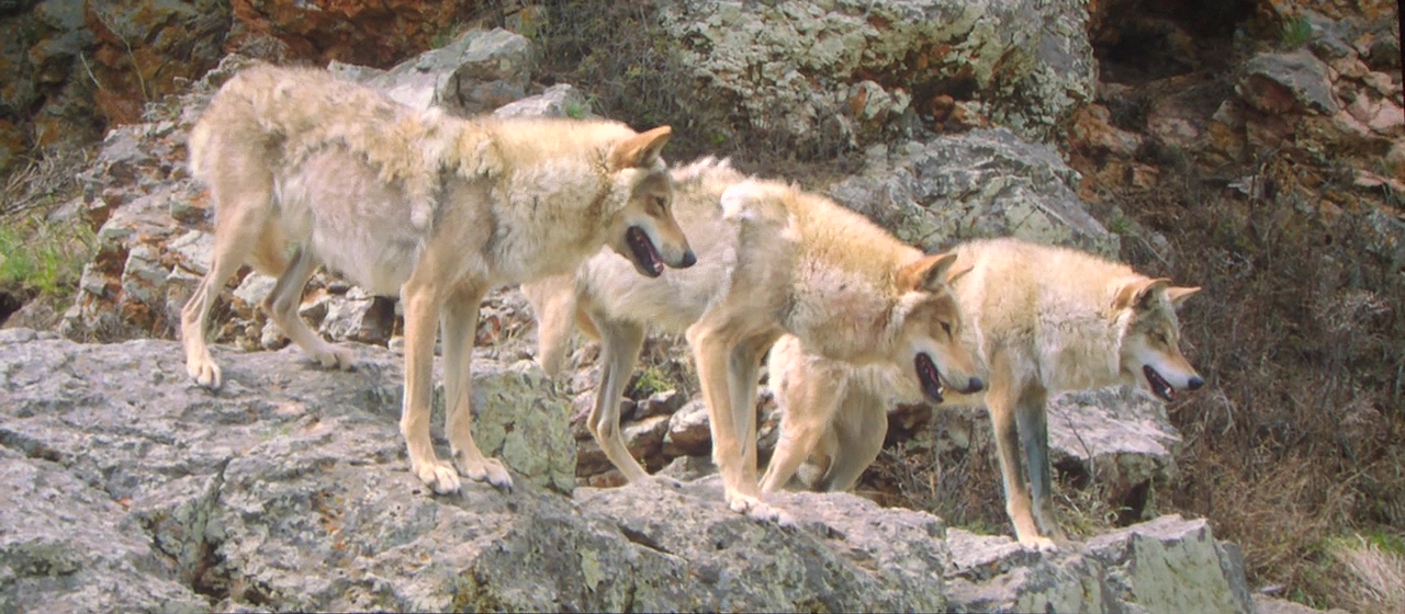 Der letzte Wolf