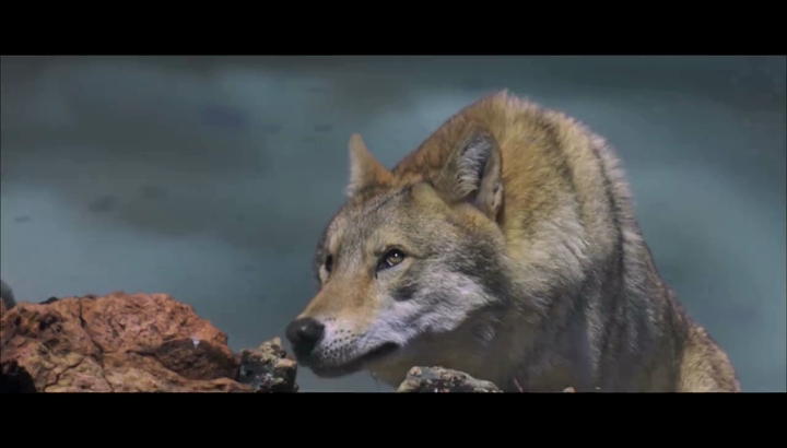 Der letzte Wolf