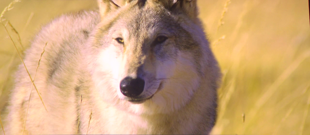 Der letzte Wolf
