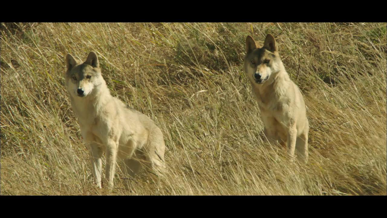 Der letzte Wolf