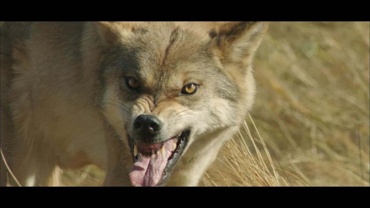 Der letzte Wolf