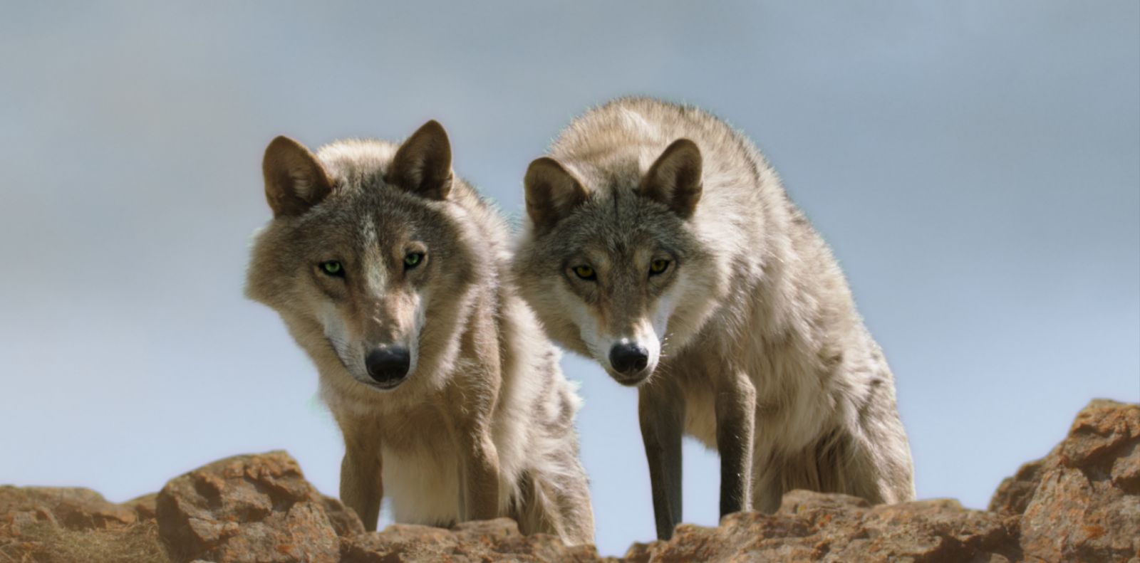 Der letzte Wolf