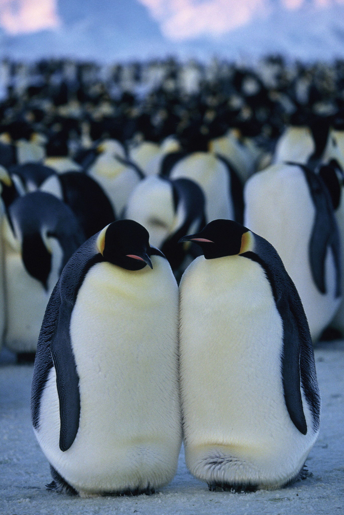 Die Reise der Pinguine