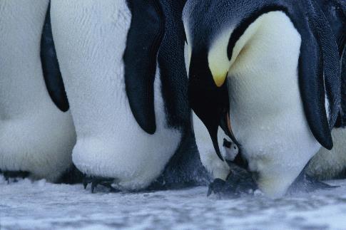 Die Reise der Pinguine
