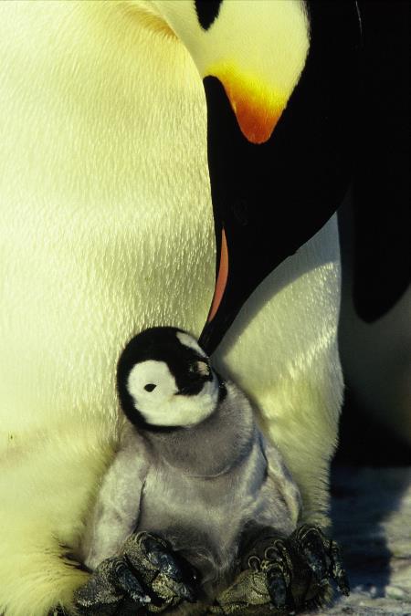 Die Reise der Pinguine