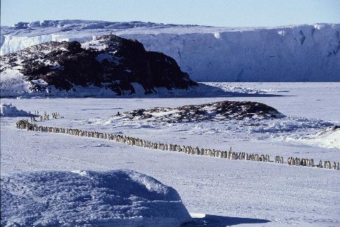 Die Reise der Pinguine