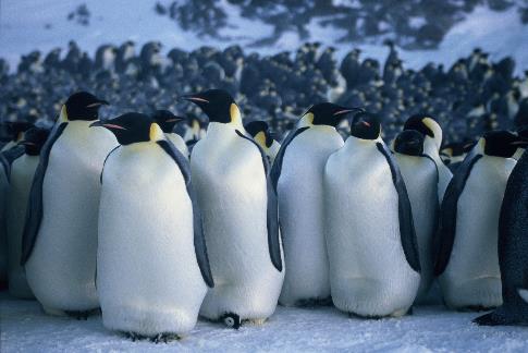 Die Reise der Pinguine