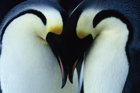 Die Reise der Pinguine