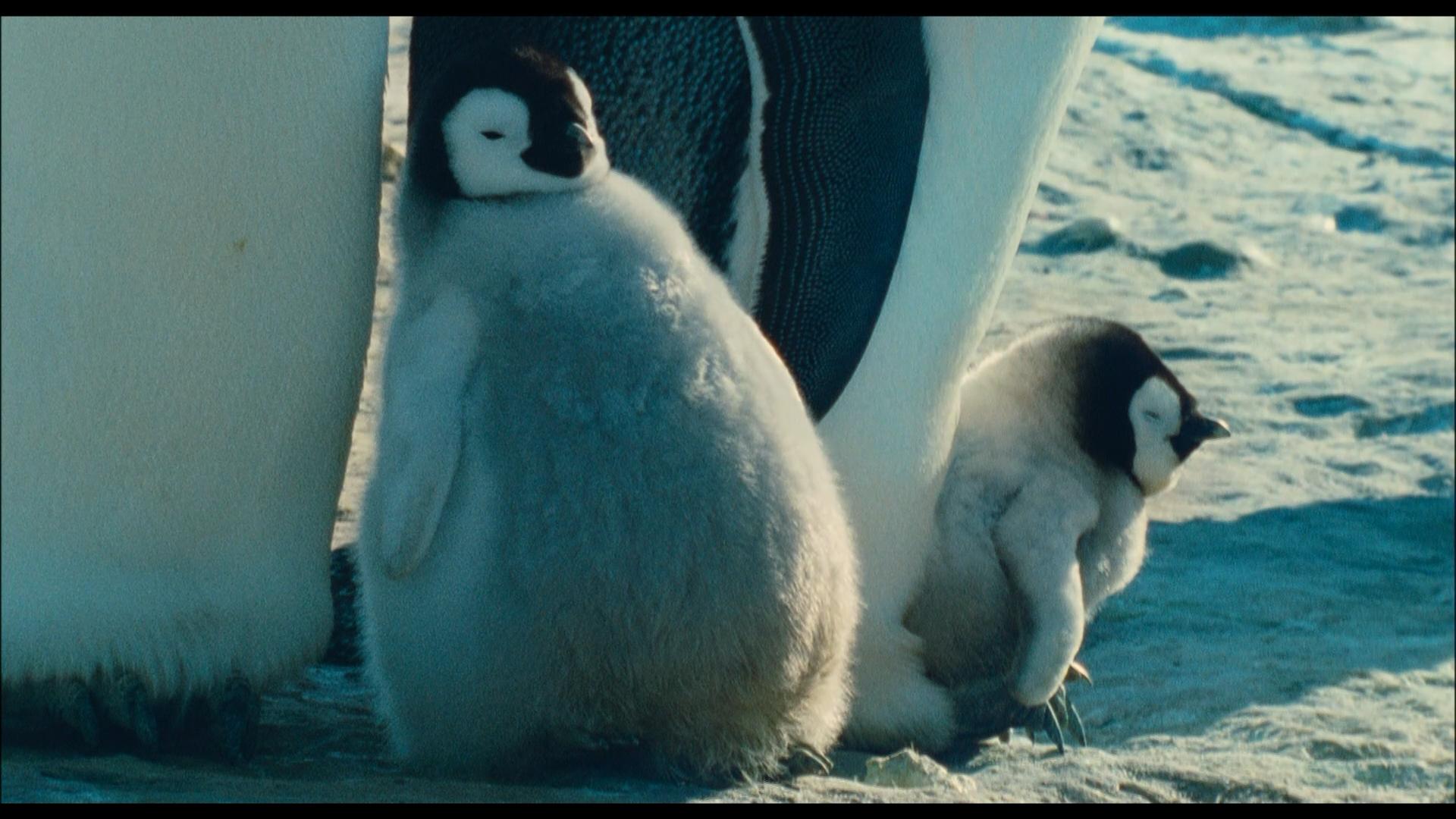 Die Reise der Pinguine