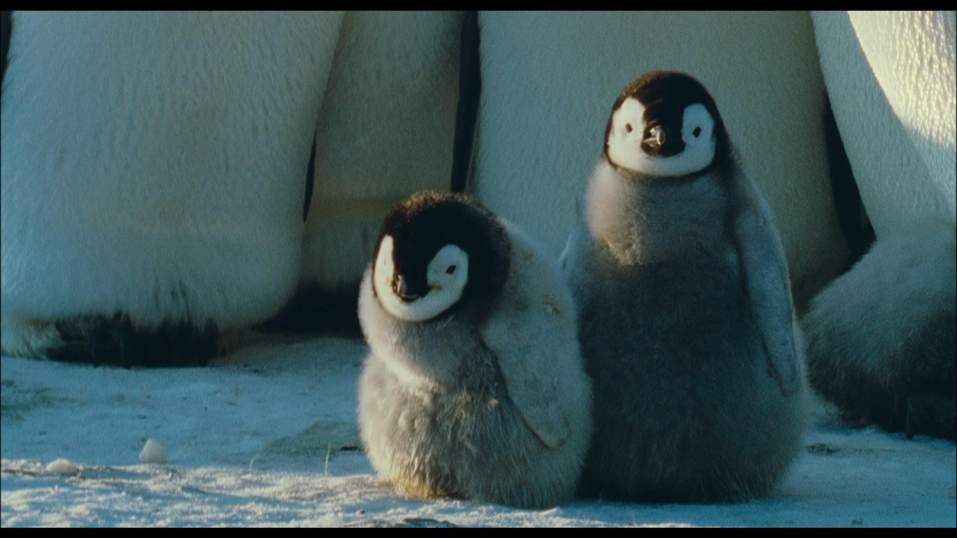Die Reise der Pinguine