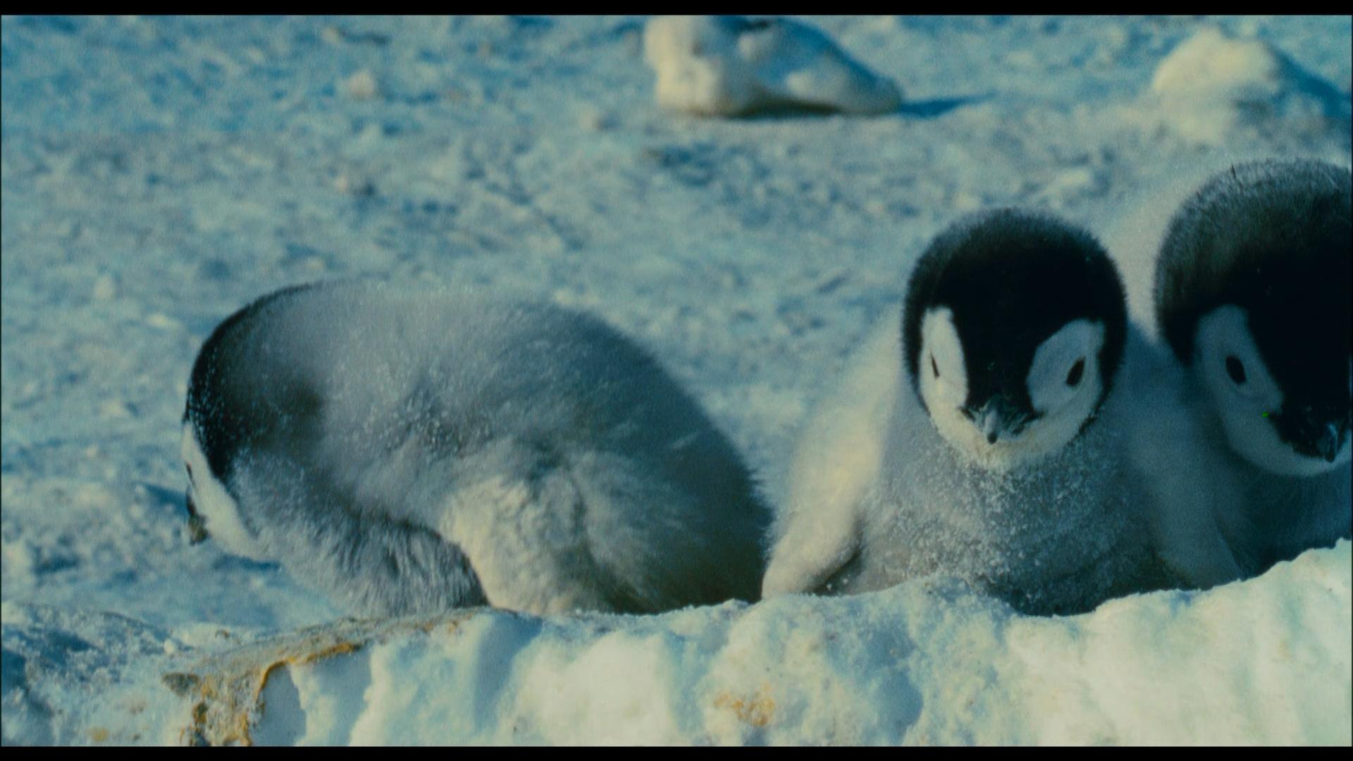 Die Reise der Pinguine