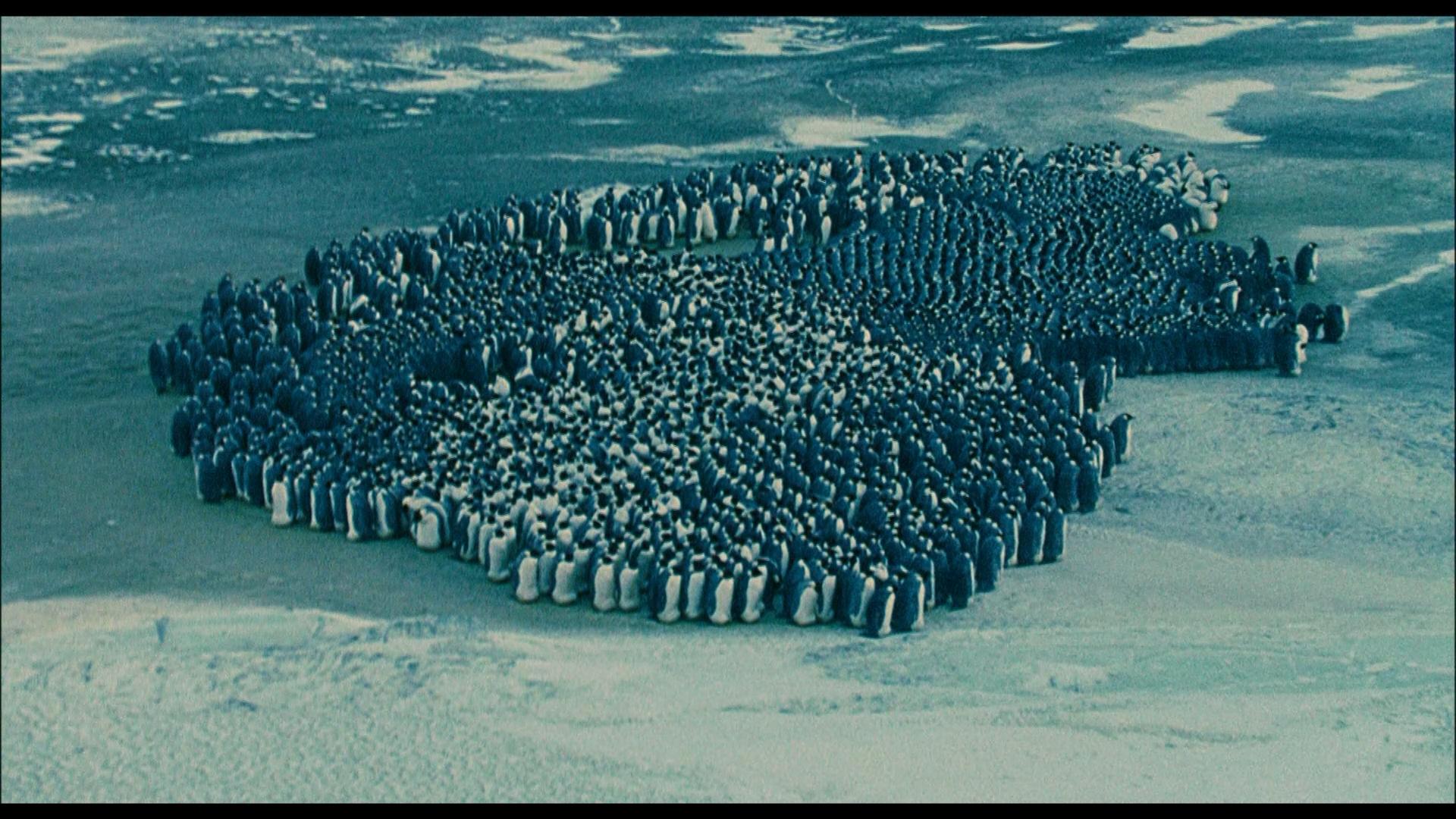Die Reise der Pinguine
