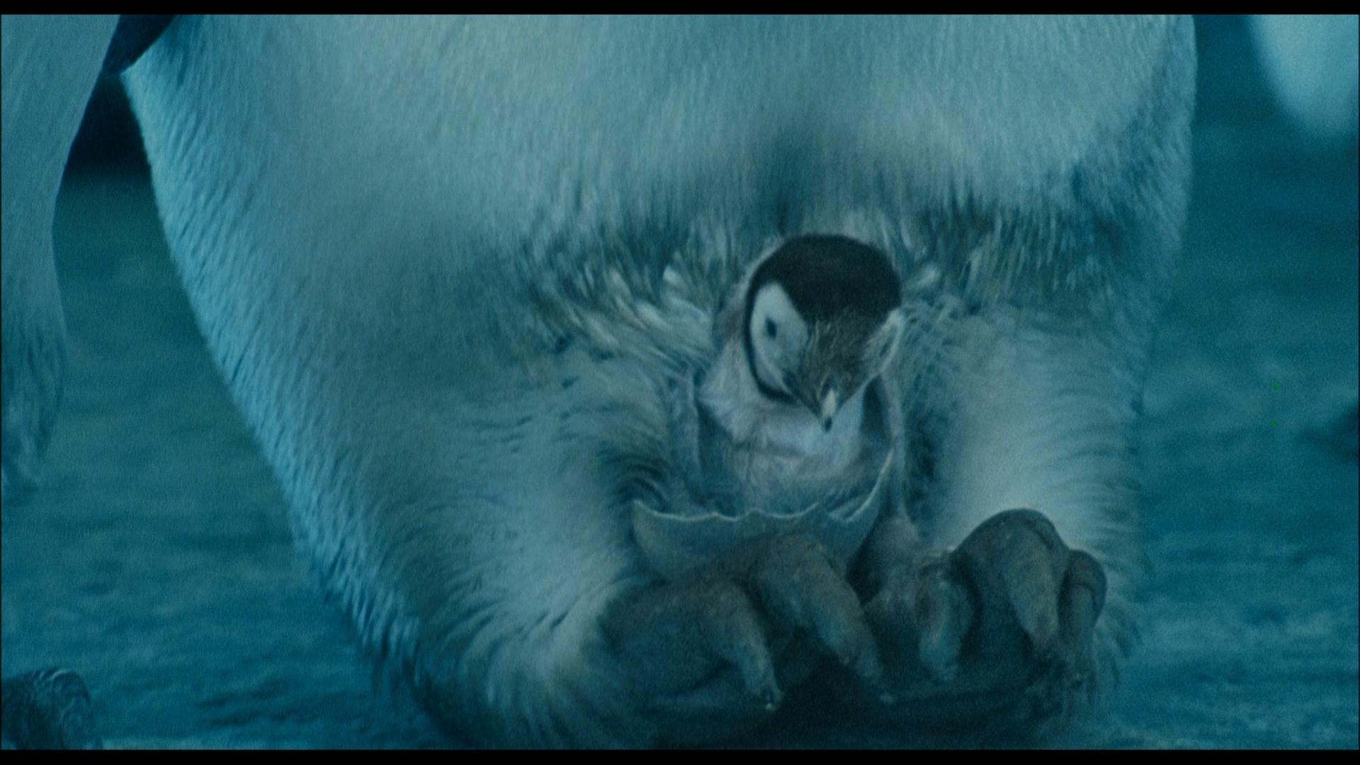 Die Reise der Pinguine