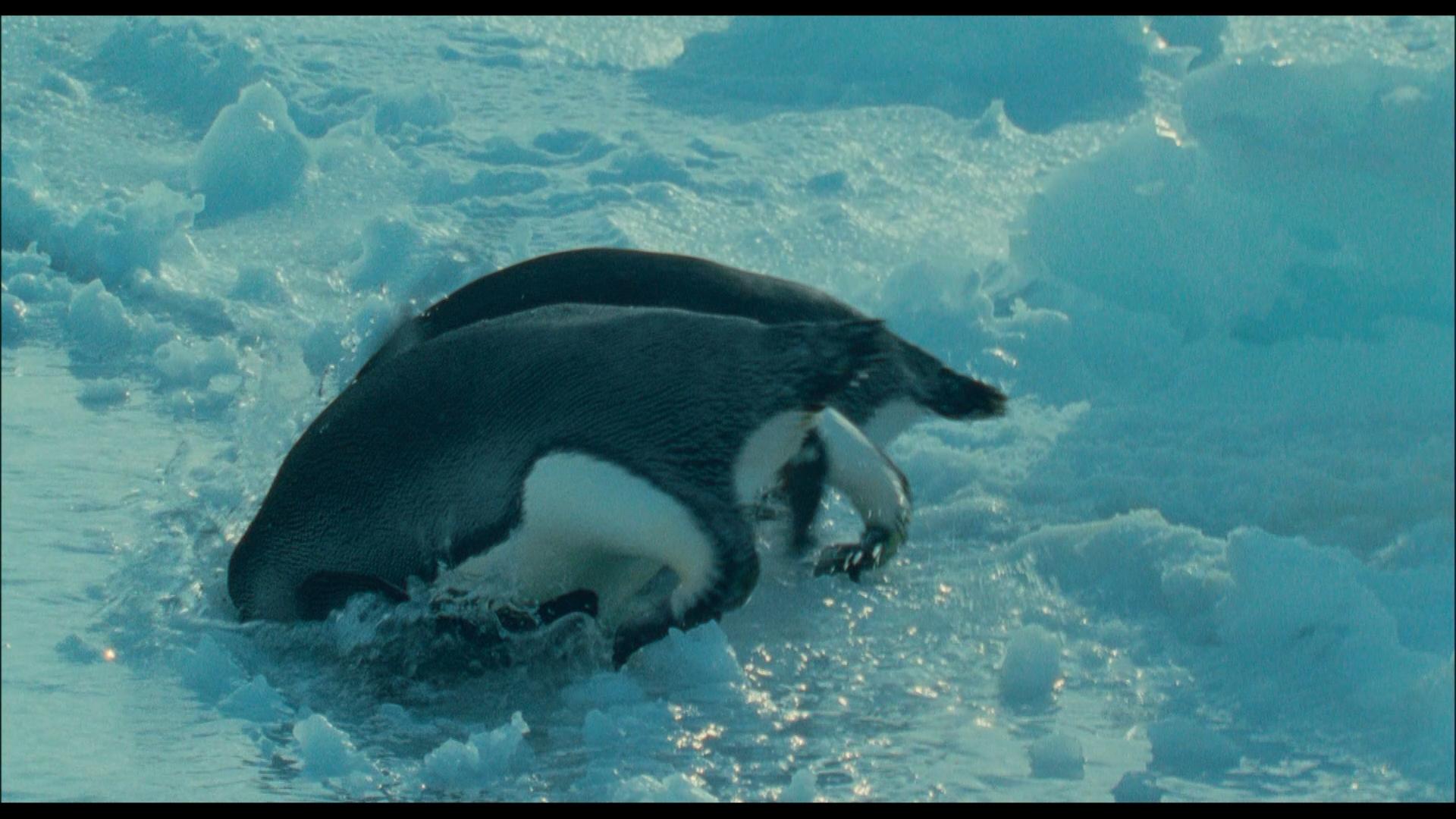 Die Reise der Pinguine