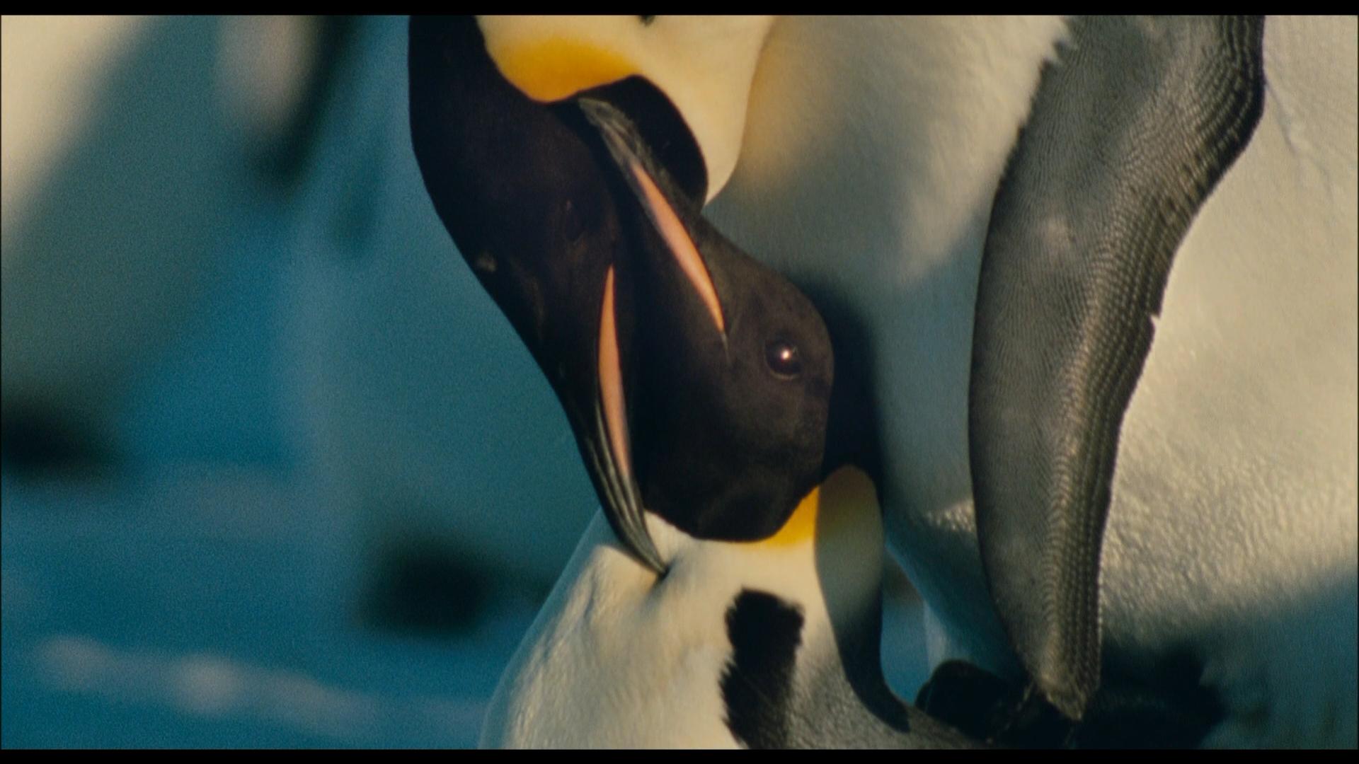 Die Reise der Pinguine