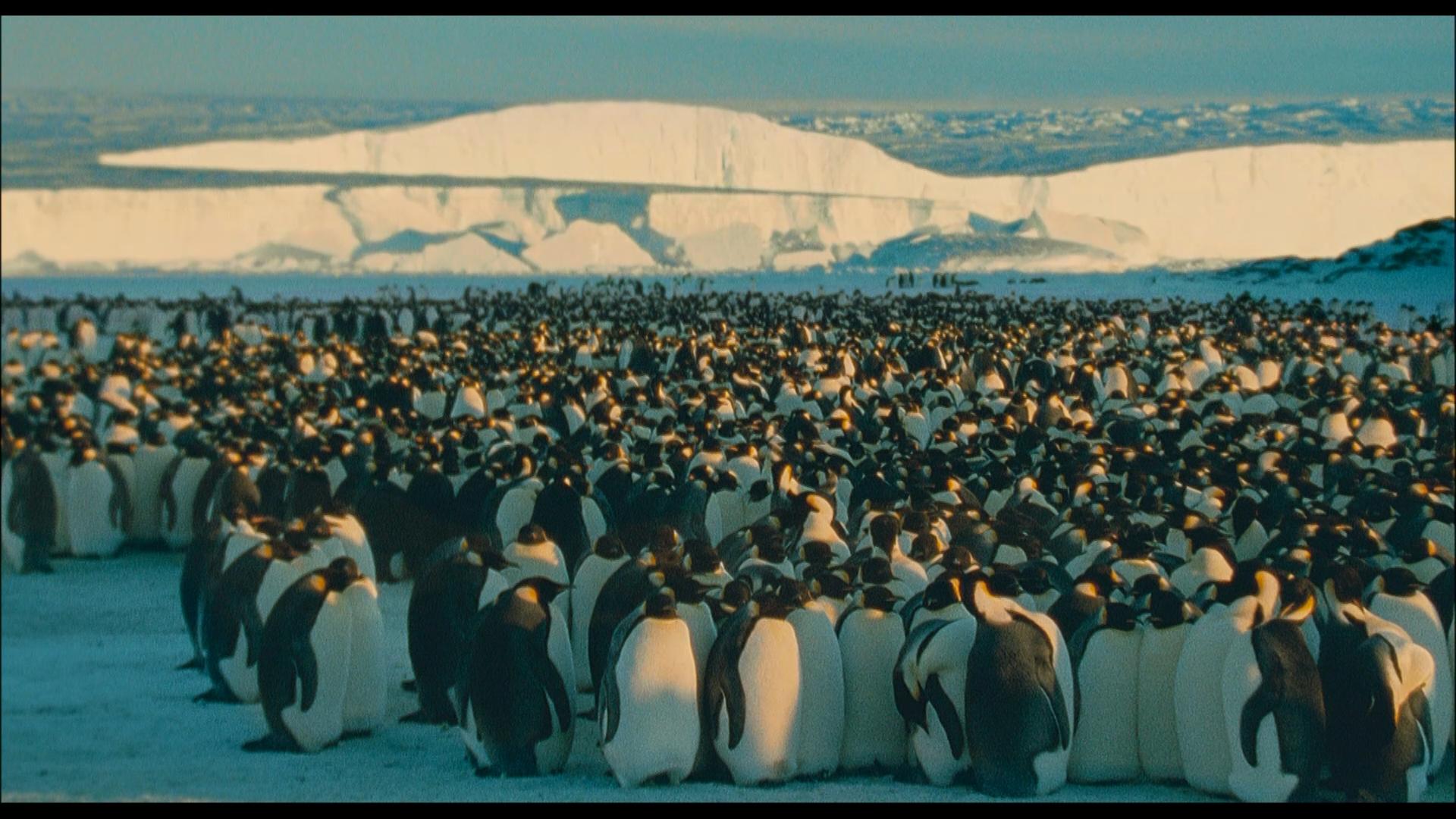 Die Reise der Pinguine